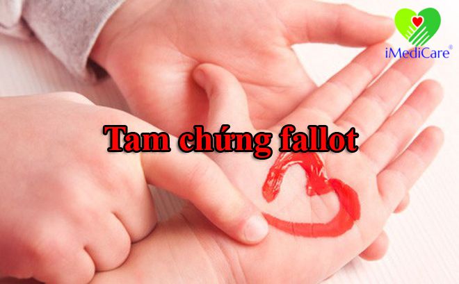 tam chung fallot