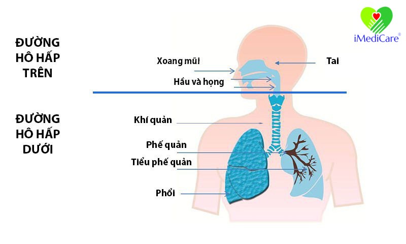benh duong ho hap