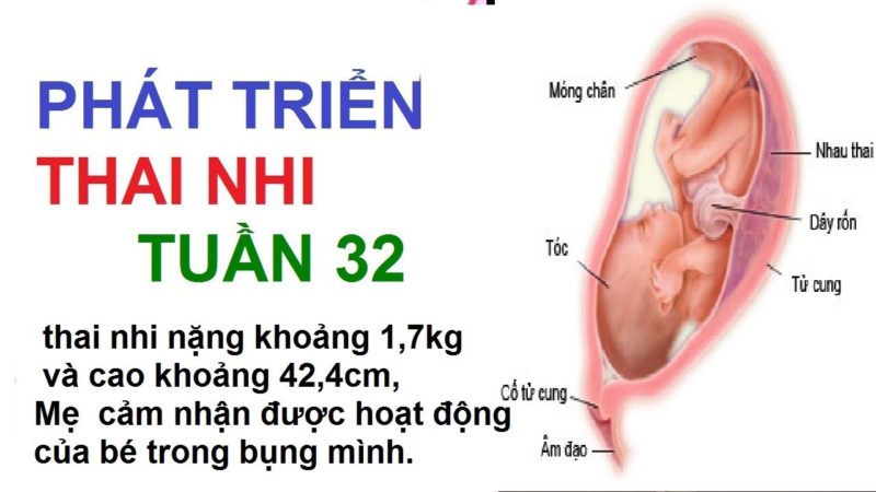 su phat trien cua thai nhi 32 tuan tuoi